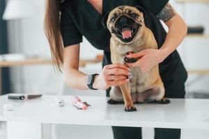 unhas sendo cortadas. pug está no salão de beleza com veterinário que está em roupas pretas foto