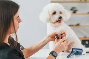 cortando as unhas. cachorrinho fofo está no estúdio de preparação foto