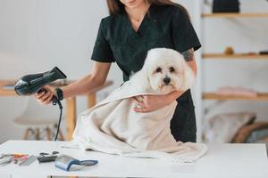 usando secador de ventilador. cachorrinho fofo está no estúdio de preparação foto