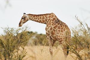 girafa está ao ar livre na vida selvagem na áfrica foto