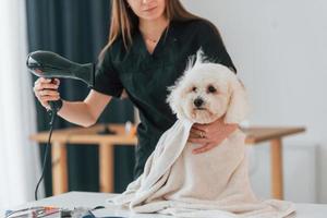 usando secador de ventilador. cachorrinho fofo está no estúdio de preparação foto