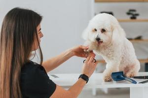 cortando as unhas. cachorrinho fofo está no estúdio de preparação foto