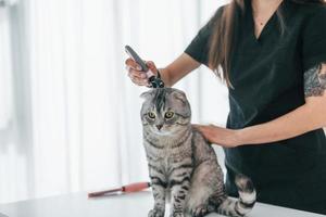 na mesa. gato scottish fold está no salão de beleza com veterinário feminino foto