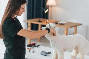 usando tesoura. cachorrinho fofo está no estúdio de preparação foto