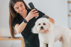 jovem está trabalhando com animal de estimação. cachorrinho fofo está no estúdio de preparação foto