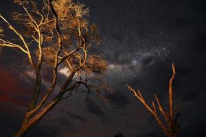 embaixo das árvores. majestosa vista do céu claro com estrelas e via láctea no espaço foto