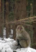 macaco japonês sentado em uma floresta de neve foto