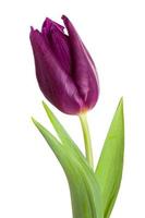 close-up de flor tulipa