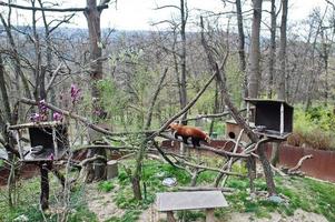 pandas vermelhos sobem em árvores no zoológico da cidade. foto