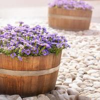 lindas flores roxas em barris de madeira decoram as ruas israelenses foto