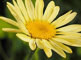 flor amarela de um anthemis tinktoria foto