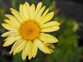 flor amarela de um anthemis tinktoria foto