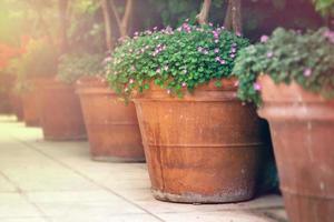 lindas flores em vasos de barro em pé ao ar livre na noite de verão foto