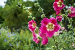 jardim de malva rosa
