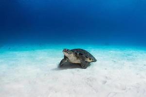 hervey bay, qld, austrália 2020 - tartaruga marinha verde ameaçada descansando no fundo de areia branca. foto