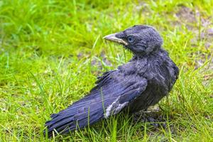 gralha de corvo preto com olhos azuis, sentado na grama verde. foto