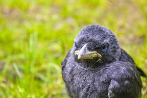 gralha de corvo preto com olhos azuis, sentado na grama verde. foto