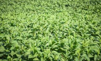 plantação de folhas de tabaco no fundo do campo de tabaco - planta de folha de tabaco jovem e verde crescendo na agricultura agrícola na ásia foto