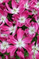 close-up de tulipas cor de rosa foto