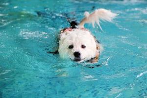 samoiedo usa colete salva-vidas e nada na piscina. cachorro nadando.