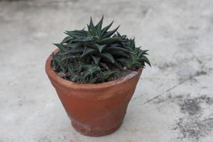 cacto haworthia limifolia em pote marrom no fundo do chão de cimento. foto