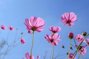 linda flor rosa cosmos com céu azul o fundo ensolarado foto