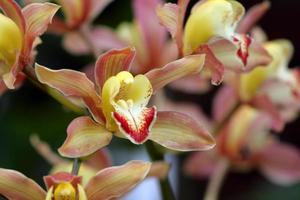close-up de orquídea