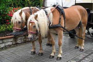 st wolfgang, áustria, 2017. cavalos sujos em st wolfgang foto