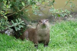 lontra euro-asiática emergindo de um lago foto