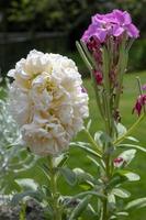 estoque hoary, matthiola incana, crescendo em uma parede em thurlestone devon foto