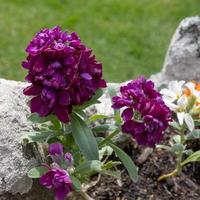 estoque hoary, matthiola incana, crescendo em uma parede em thurlestone devon foto