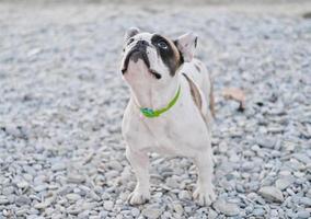 retrato de um buldogue francês pedindo um deleite foto