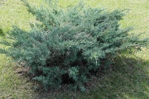 arbusto de zimbro crescendo em parque público. ruas verdes foto