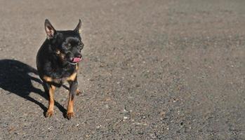 cachorro terrier de brinquedo fofo lambe os lábios foto