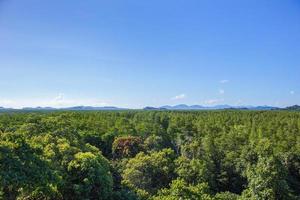 floresta de mangue verde com montanhas e céu azul com nuvens brancas em dia ensolarado de verão como pano de fundo natural foto