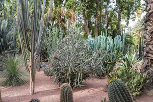 cactos no jardim majorelle em marrakech, marrocos foto