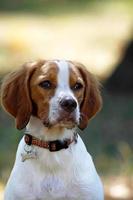 brittany spaniel, cão jovem, retrato foto