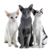 três gatos orientais