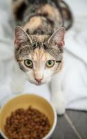 gato de tartaruga de chita perdida com fome olhando enquanto come comida seca