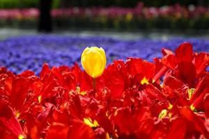 tulipa colorida no jardim de flores foto