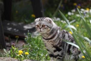 gato de pêlo curto britânico foto