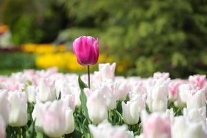 tulipa colorida no jardim de flores foto