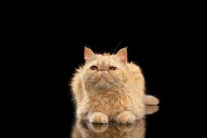 gato ruivo exótico deitado no espelho preto foto