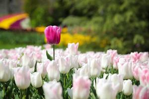 tulipa colorida no jardim de flores foto