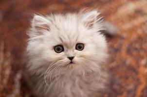 gatinho persa pequeno bonito foto