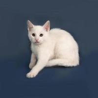 pequeno gatinho branco sentado na cinza foto