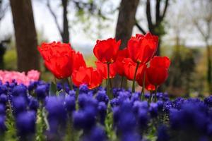 tulipa colorida no jardim de flores foto