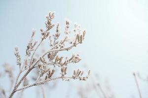 plantas congeladas no inverno. galho seco coberto com a geada foto