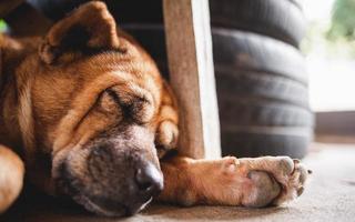 lindo cachorro marrom dormindo no chão foto