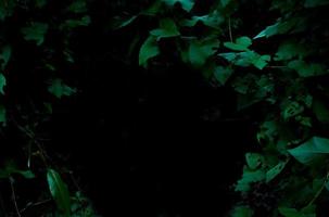 arbustos de plantas de folhagem de floresta tropical em fundo escuro foto